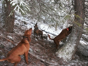 Great Hound dogs