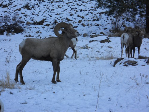 Montana Bighorn Sheep Hunting Guide Outfitter For The Missouri Breaks