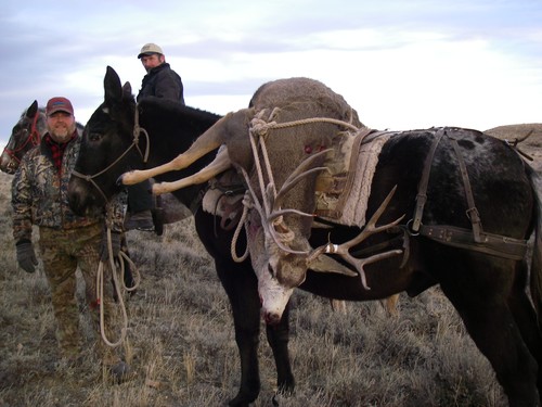 packing out a deer